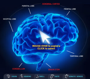 Human brain in x-ray view